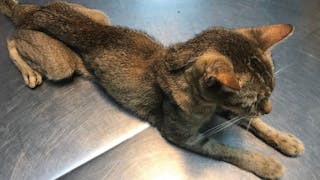 This cat with advanced kidney disease has severe weight loss and loss of lean muscle mass